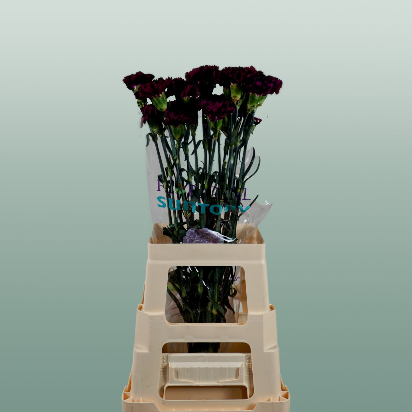 Carnation Standard Florigine Moontea