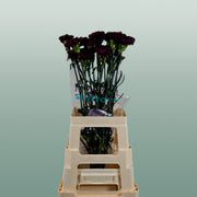 Carnation Standard Florigine Moontea