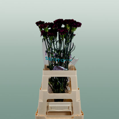 Carnation Standard Florigine Moontea