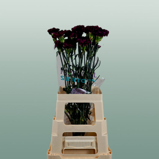 Carnation Standard Florigine Moontea