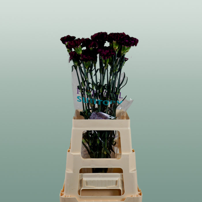 Carnation Standard Florigine Moontea