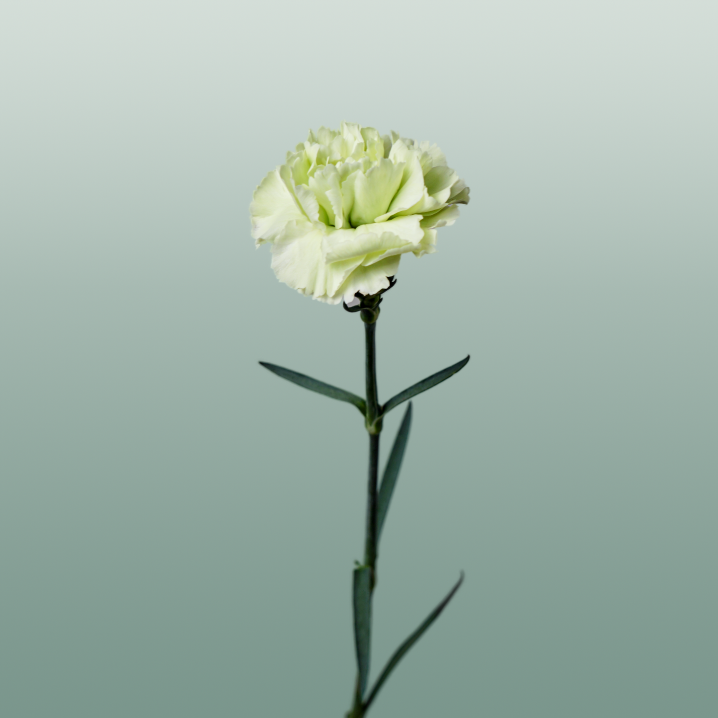 Carnation Standard Goblin