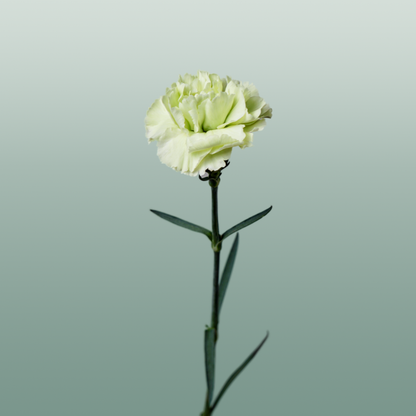 Carnation Standard Goblin