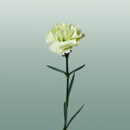 Carnation Standard Goblin