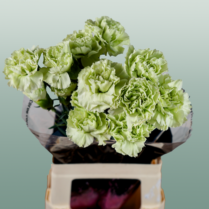 Carnation Standard Goblin