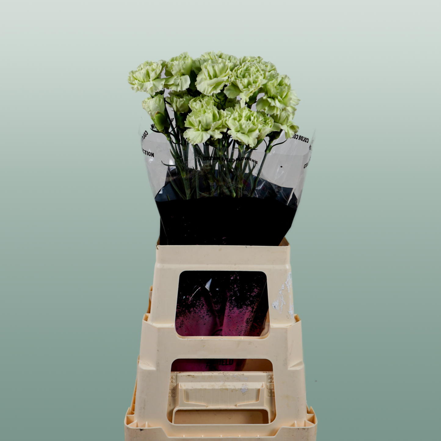 Carnation Standard Goblin