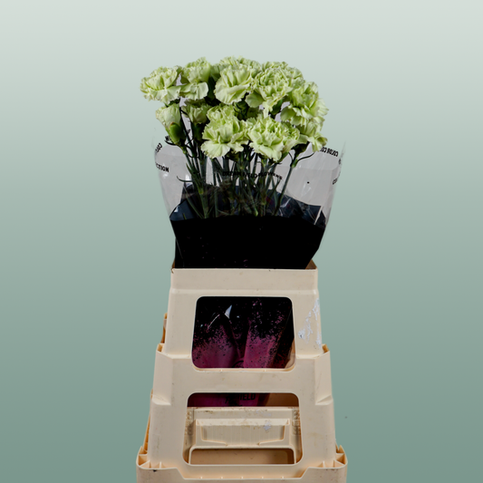 Carnation Standard Goblin