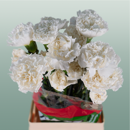 Carnation Standard Moonlight (20 Stems)