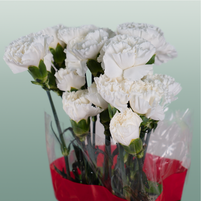 Carnation Standard Moonlight (20 Stems)