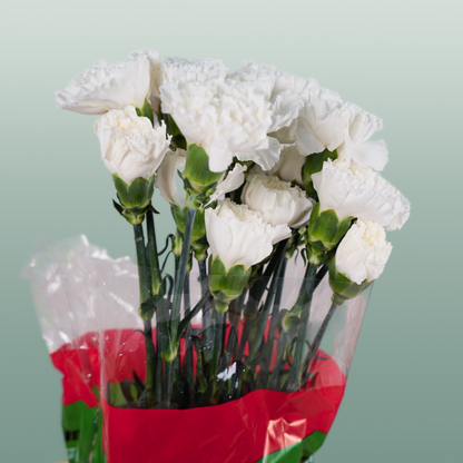 Carnation Standard Moonlight (20 Stems)