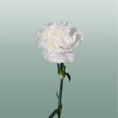 Carnation Standard Moonlight (20 Stems)