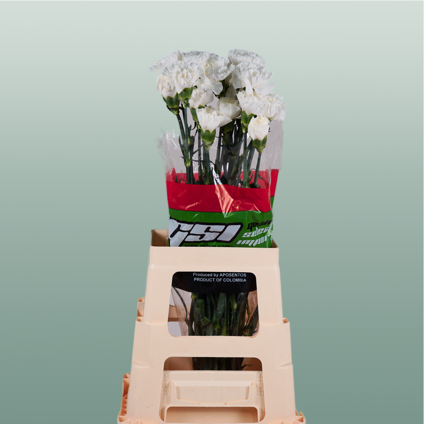 Standard Carnation - Dianthus - Moonlight