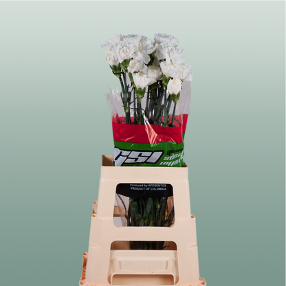 Carnation Standard Moonlight (20 Stems)