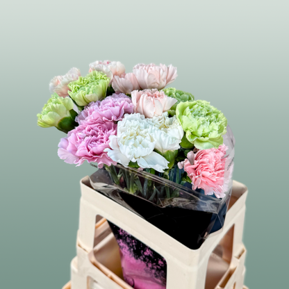 Carnation Standard Mix Pastel