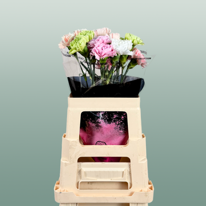 Carnation Standard Mix Pastel
