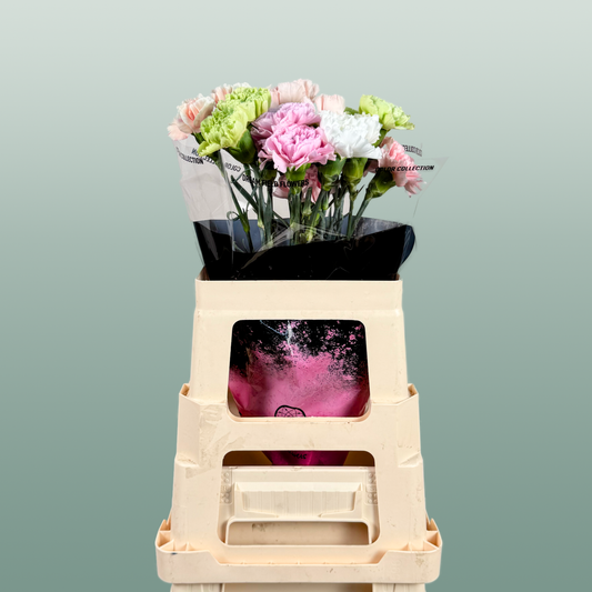 Carnation Standard Mix Pastel