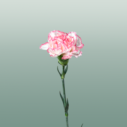 Carnation Standard Mix Pink
