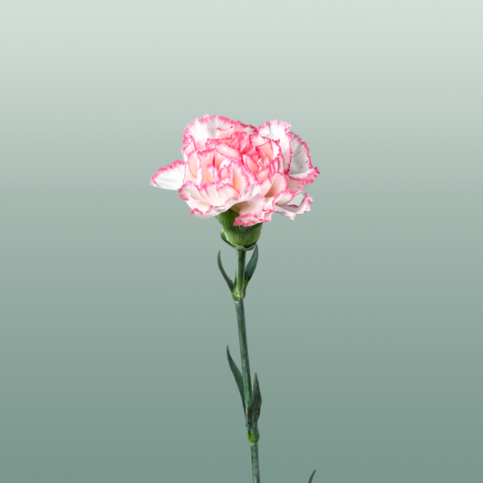 Carnation Standard Mix Pink