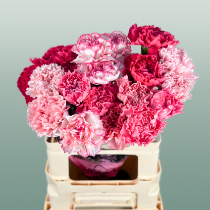 Carnation Standard Mix Pink