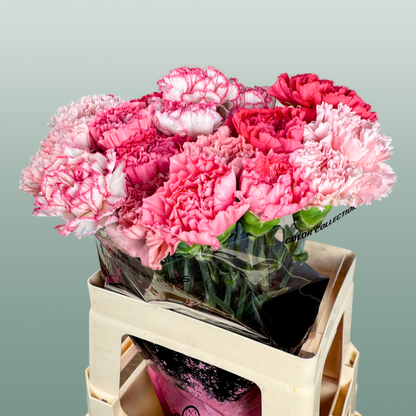 Carnation Standard Mix Pink