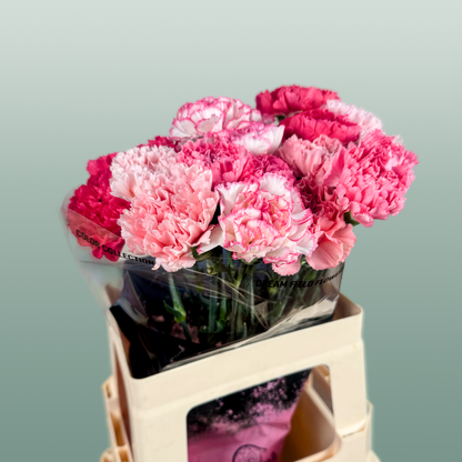 Carnation Standard Mix Pink