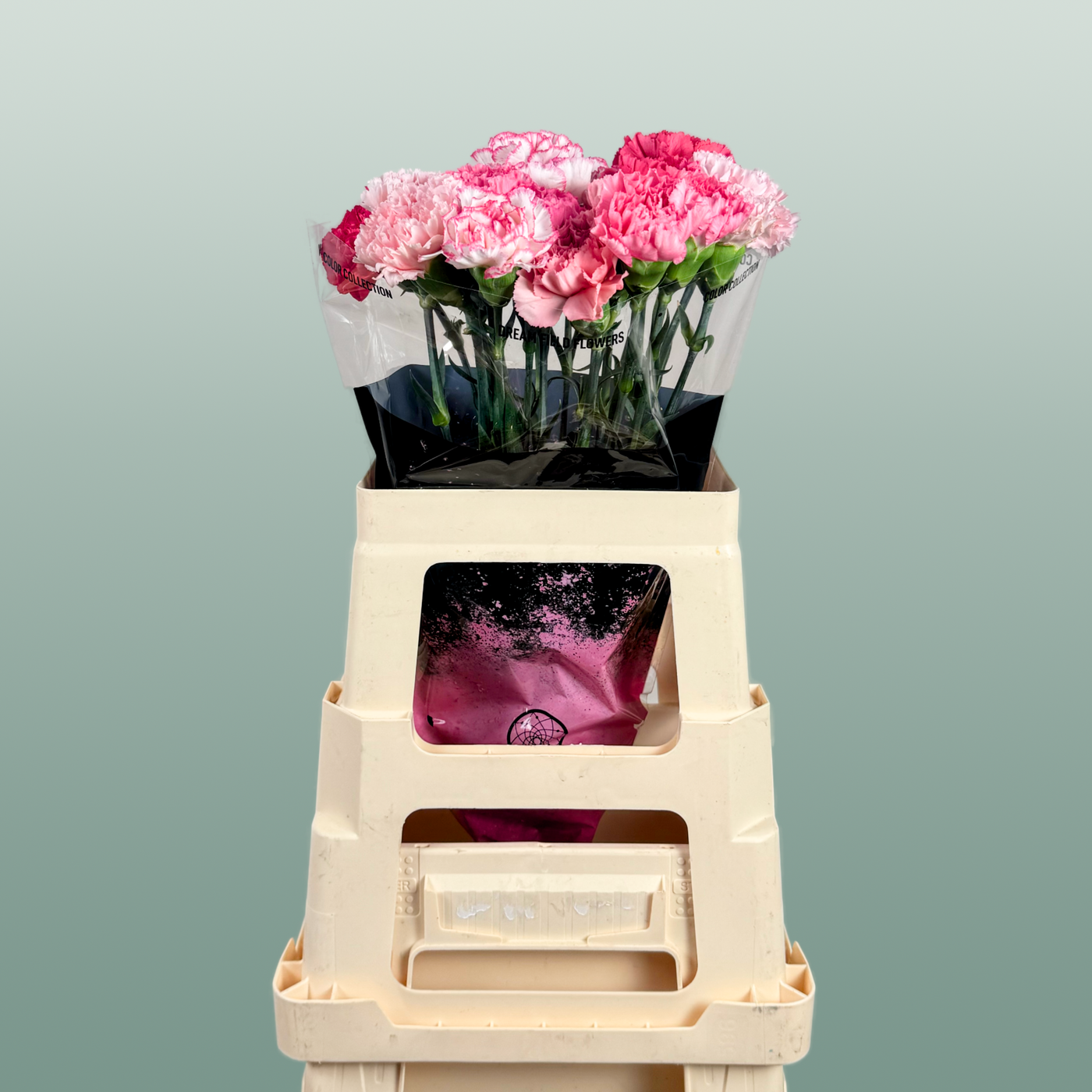 Carnation Standard Mix Pink