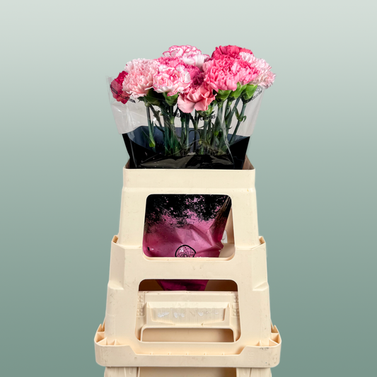 Carnation Standard Mix Pink