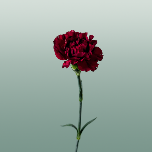 Carnation Standard Zurigo (20 Stems)