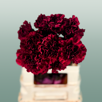 Carnation Standard Zurigo (20 Stems)