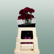Carnation - Dianthus - Zurigo