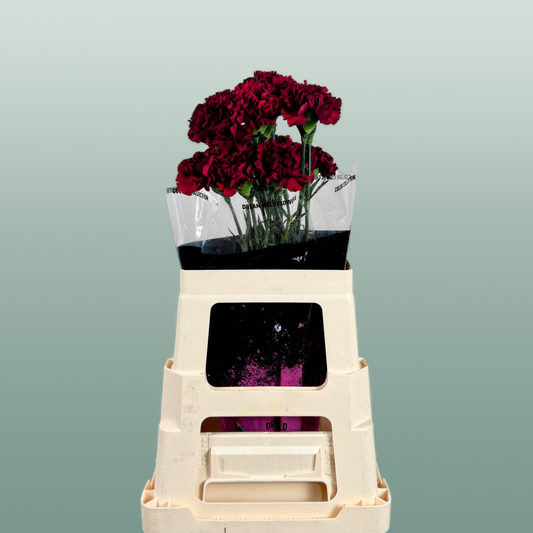 Carnation Standard Zurigo (20 Stems)