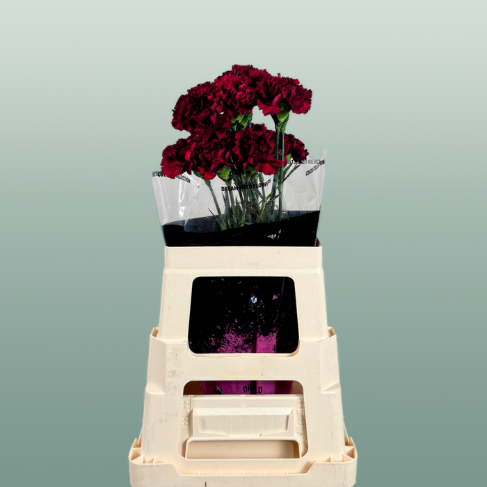 Carnation - Dianthus - Zurigo