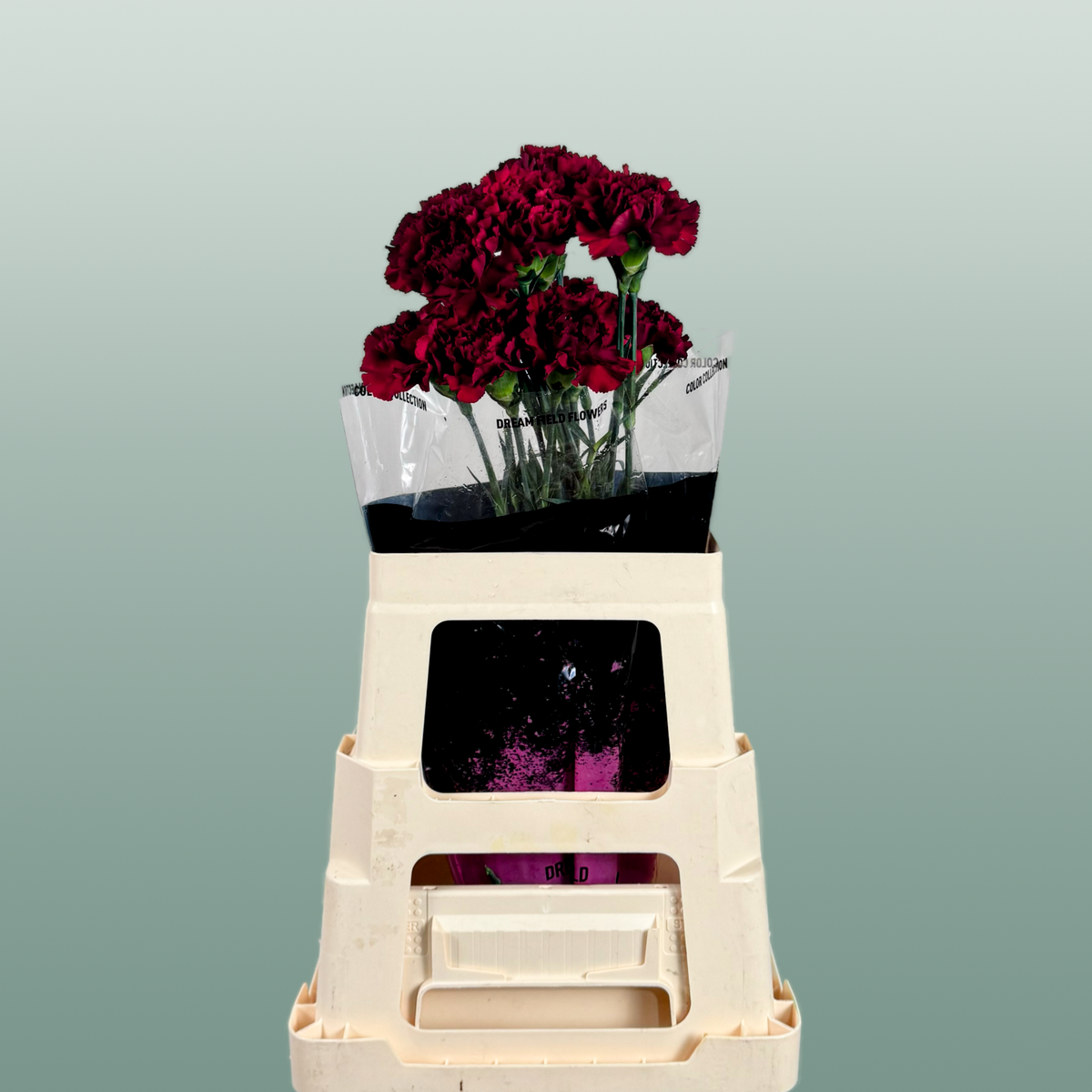 Carnation Standard Zurigo red carnations