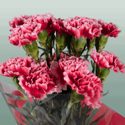 Carnation Standard Cheerio (20 Stems)