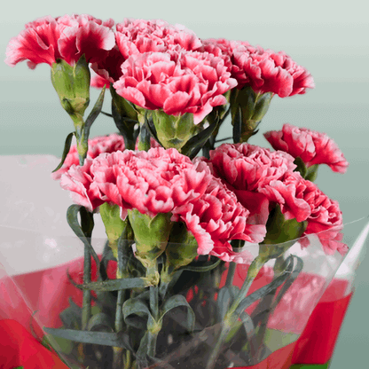 Carnation Standard Cheerio (20 Stems)
