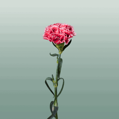 Carnation Standard Cheerio (20 Stems)