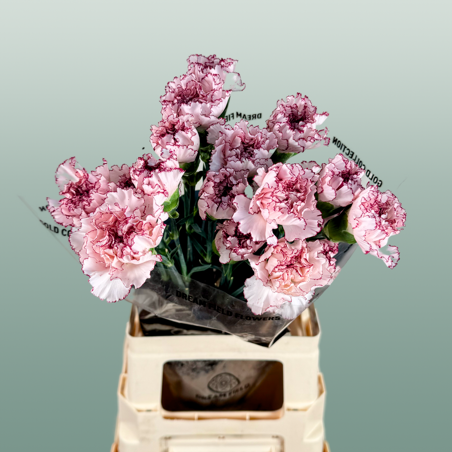 Carnation Standard Mariposa (20 Stems)