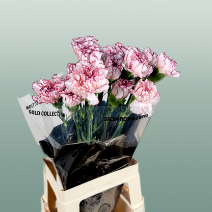 Carnation Standard Mariposa (20 Stems)