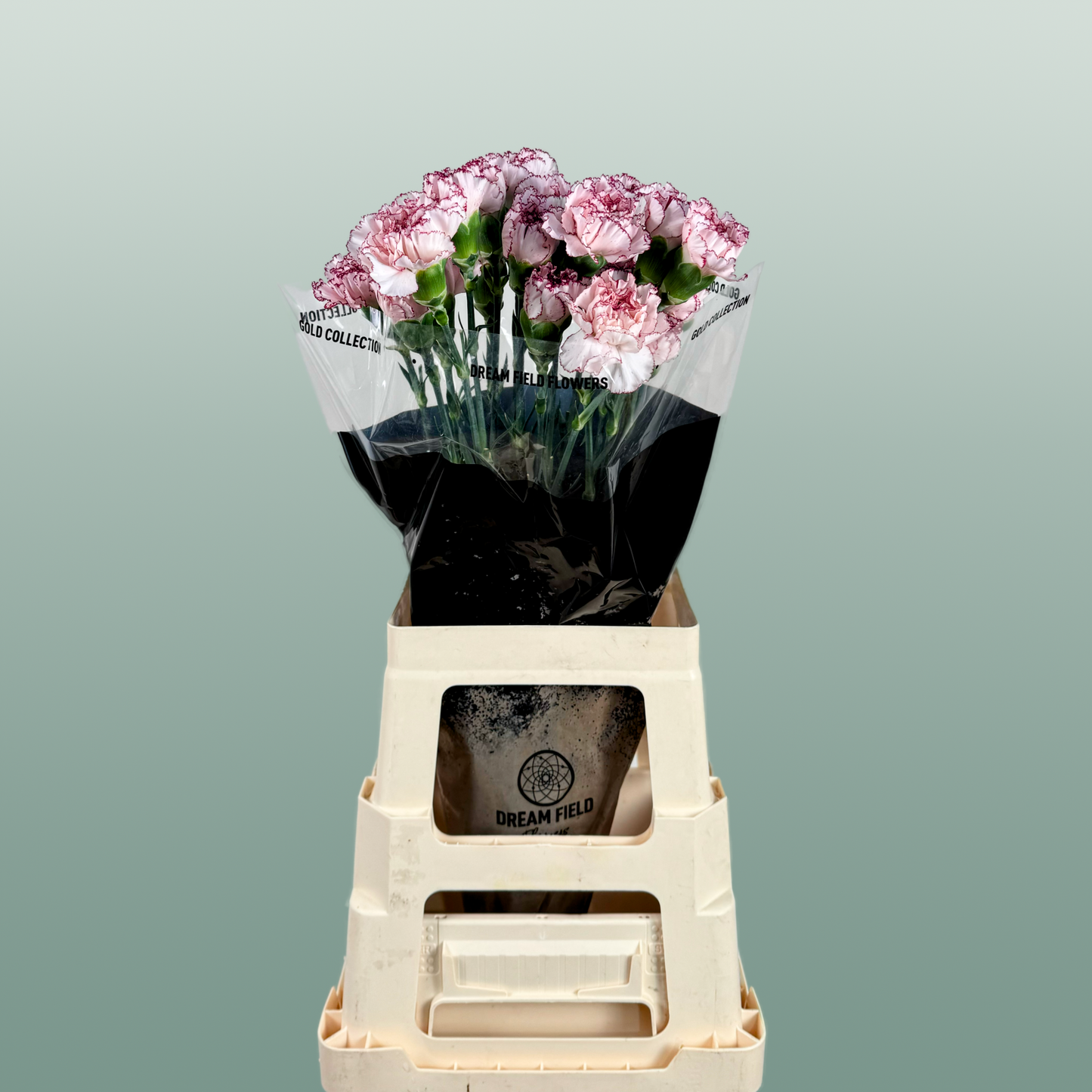 Carnation Standard Mariposa (20 Stems)