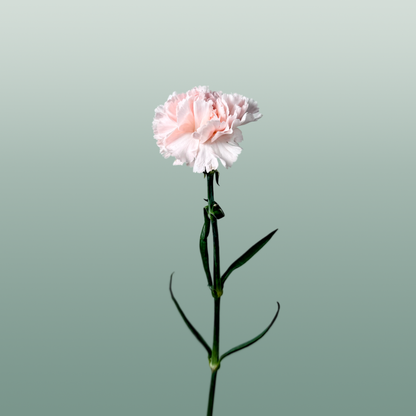 Carnation Standard Mix Wedding