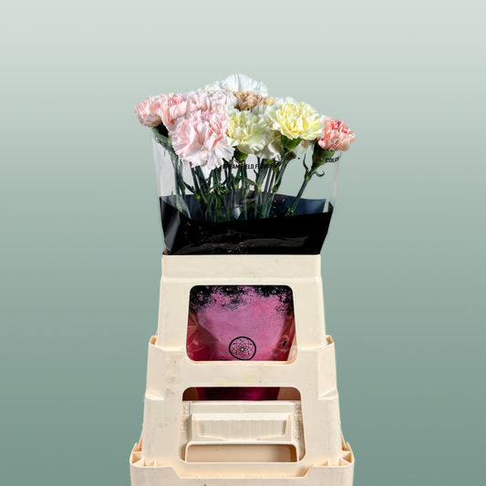 Carnation Standard Mix Wedding