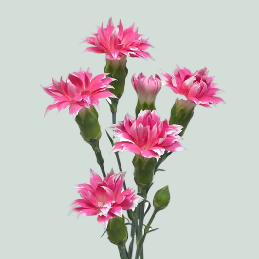 Carnation Spray Star Cherry Tessino (20 Stems)