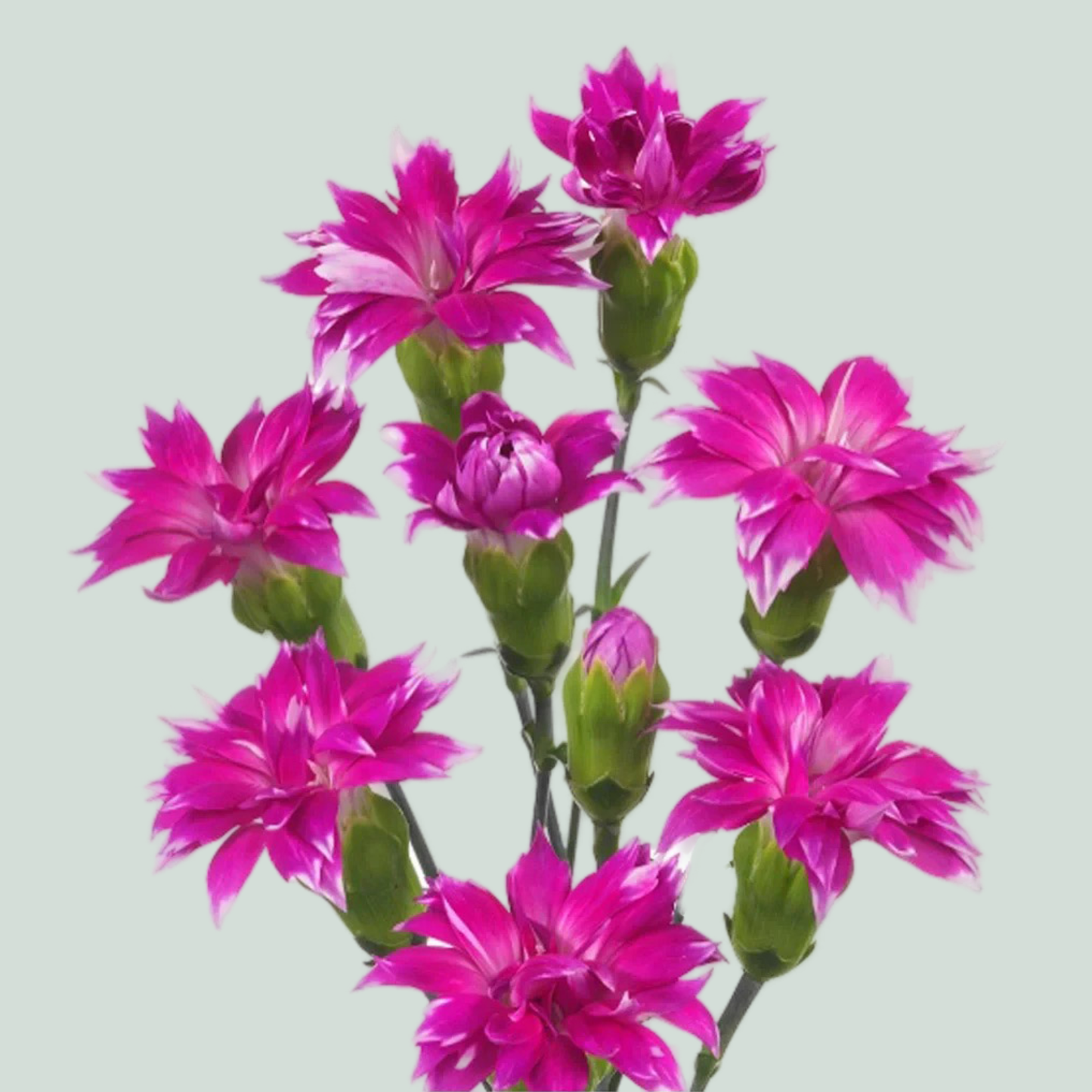 Carnation Spray Star Fruity Tessino (20 Stems)