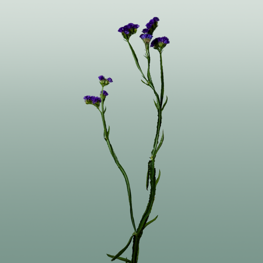 Limonium Statice Crystal Dark Blue (25 Stems)