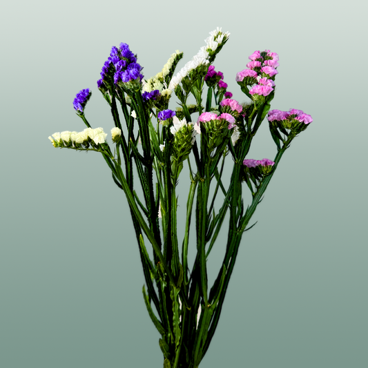 Limonium Statice Mix