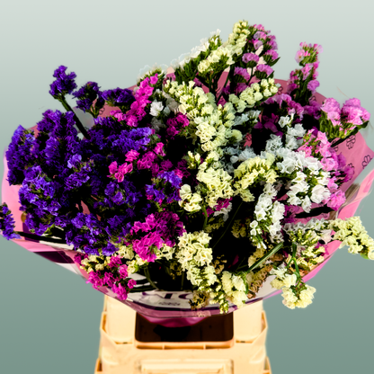 Limonium Statice Mix