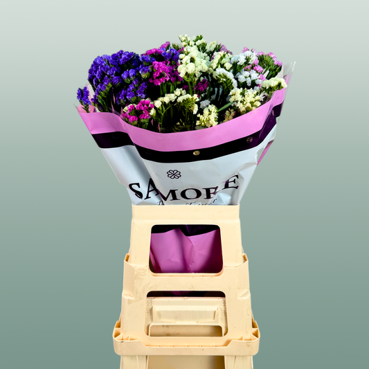 Limonium Statice Mix