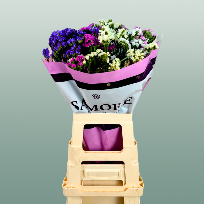 Limonium Statice Mix
