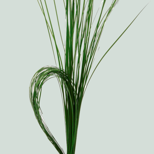 Dec Steel Grass (5 Bunches)