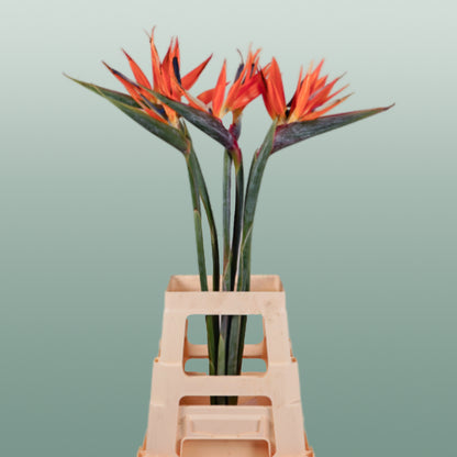 Strelitzia Reginae (6 Stems)